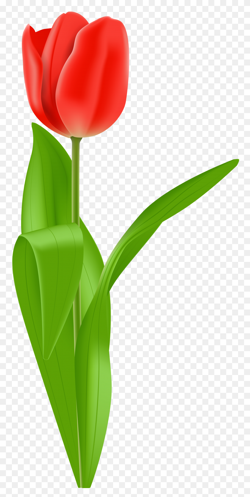 4842x9999 Red Tulip Png Clip Art - Free Tulip Clipart