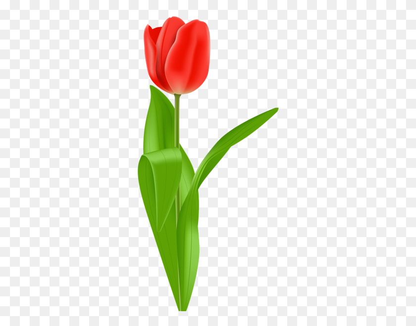 291x600 Tulipán Rojo Png Clipart Image Aa Flores Tulipanes Rojos - Tulip Png