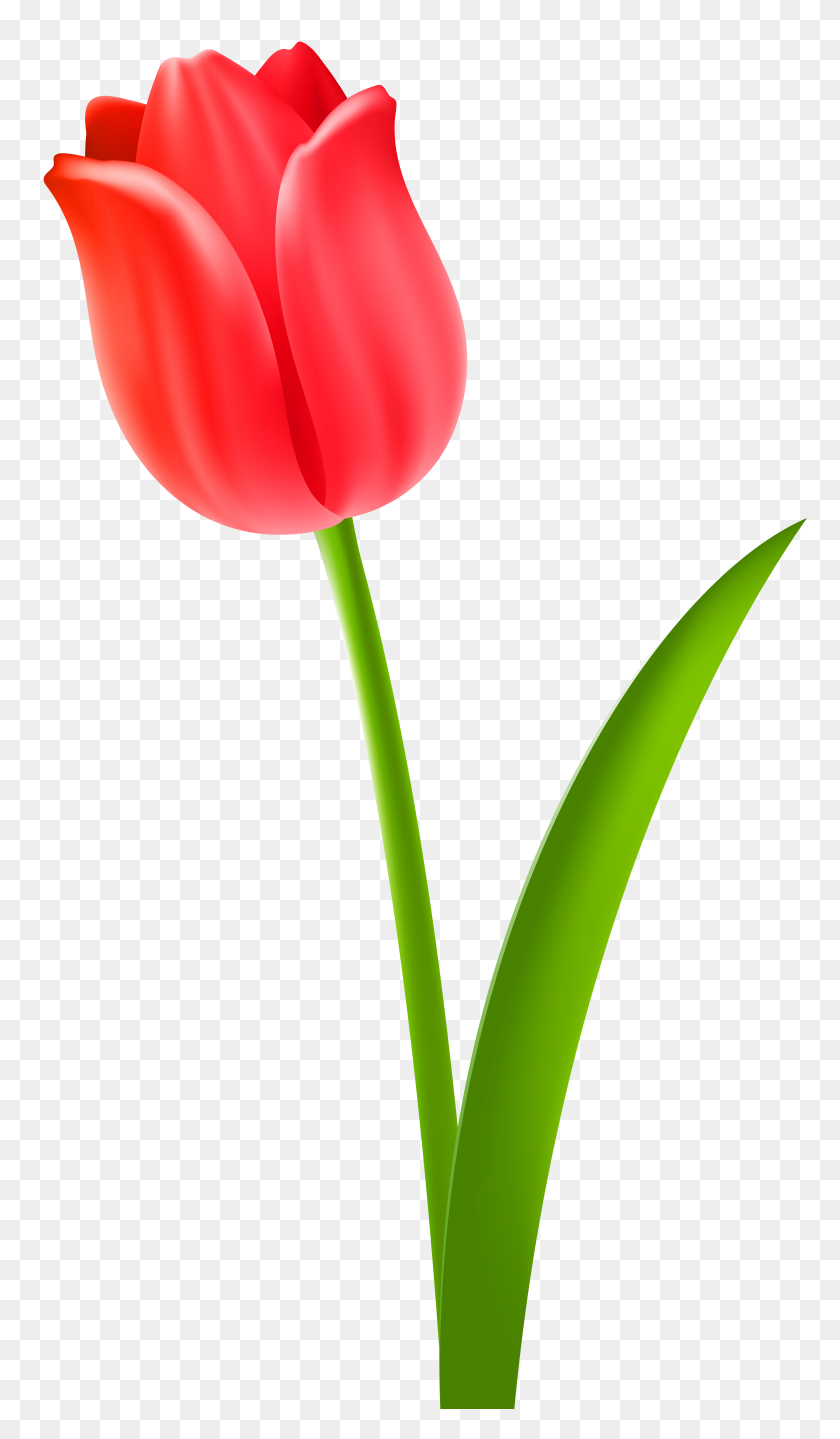4525x8000 Red Tulip Transparent Clip Art - Tulip Clipart