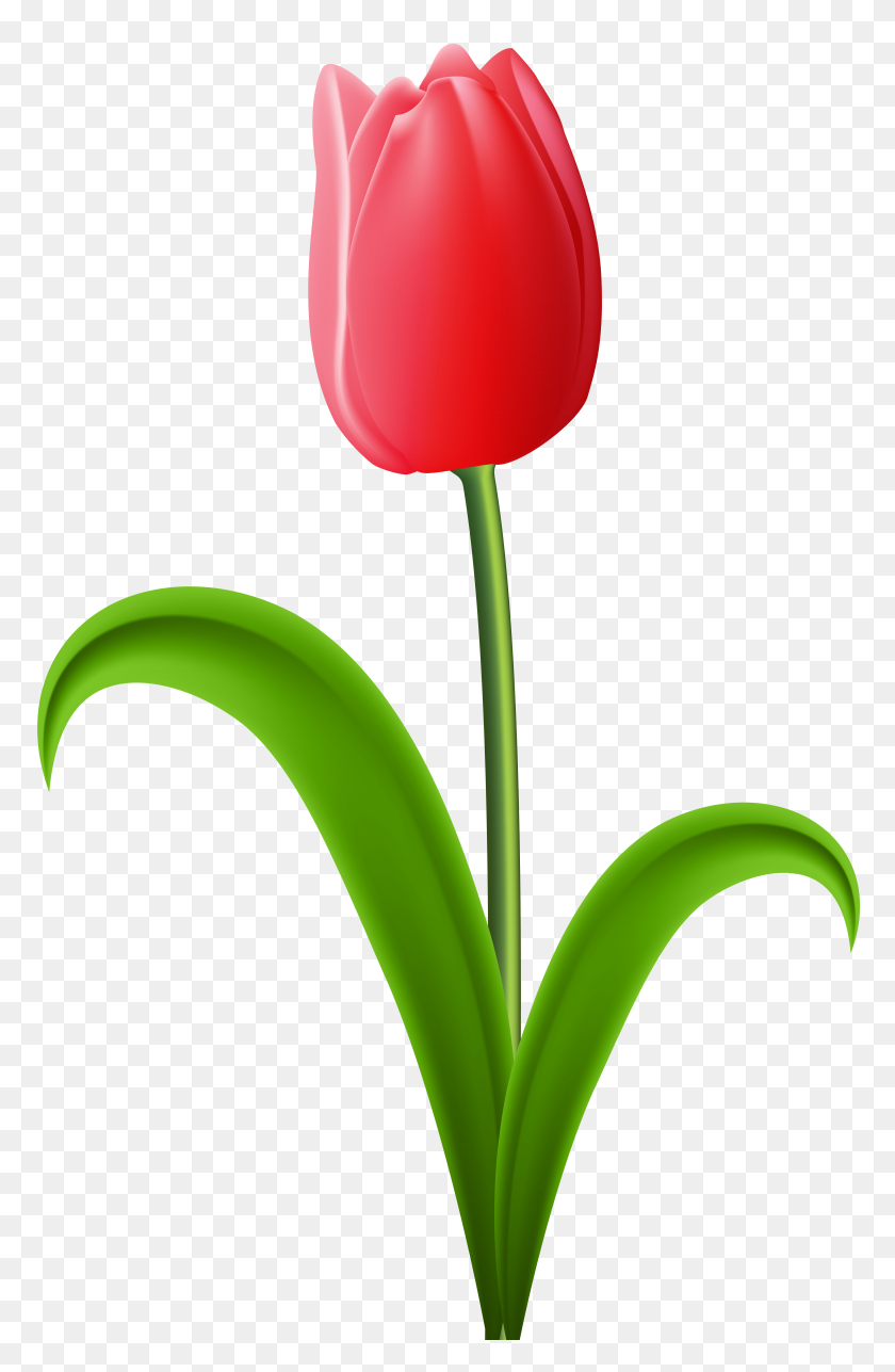 5082x8000 Red Tulip Transparent Png Clip Art - Tulip Clipart