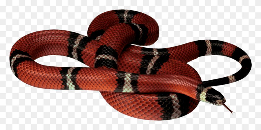 850x392 Red White Black Snake Png - Snake PNG