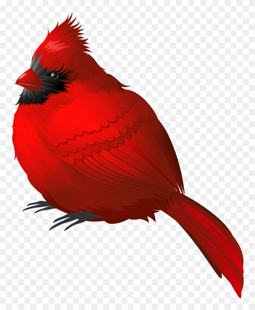 4925x6068 Red Winter Bird Png Clipart - Red Bird Clipart