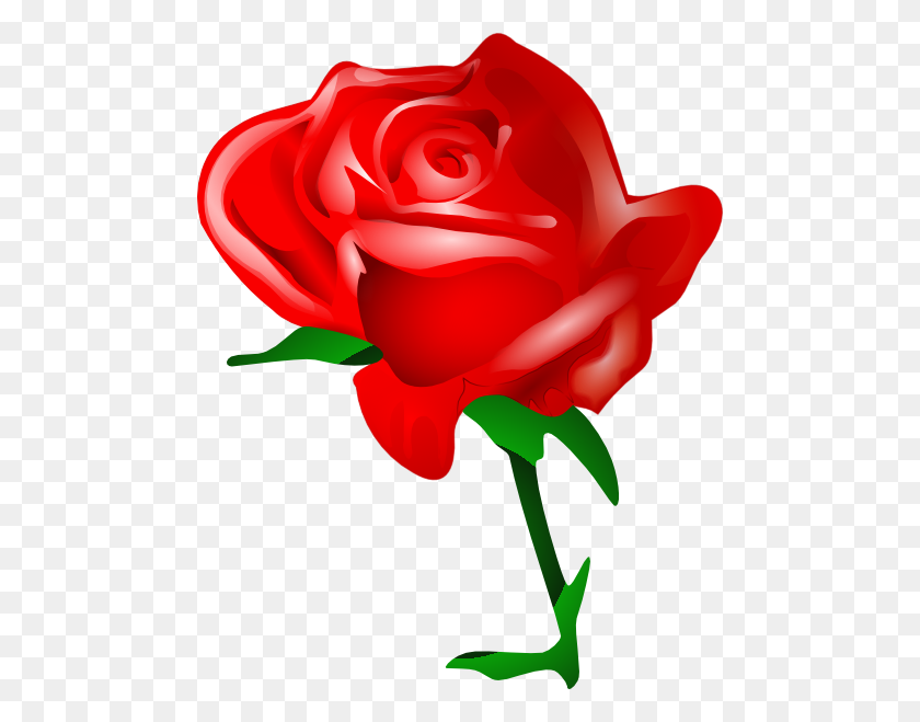 480x599 Redrose Clip Art Free Vector - Large Family Clipart