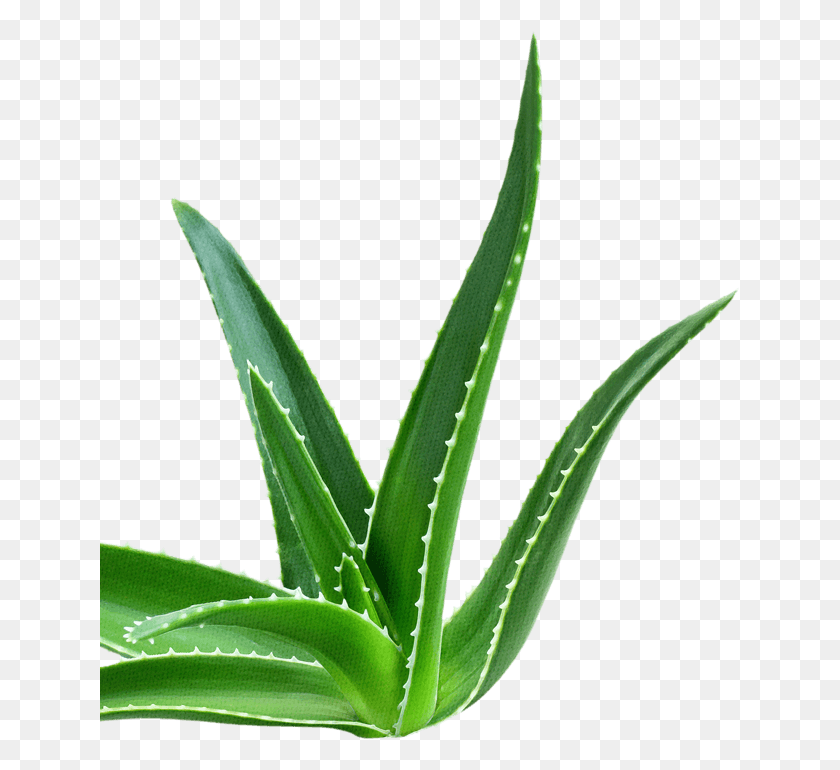 640x710 Reduced Sugar Range - Aloe PNG