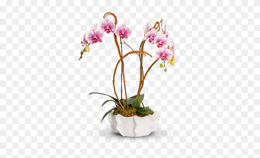 600x450 Обычные Орхидеи Pusateri - Орхидеи Png