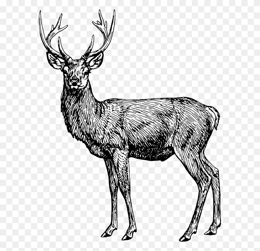 589x750 Reindeer Coloring Book Elk Ruminant - Stag Clipart