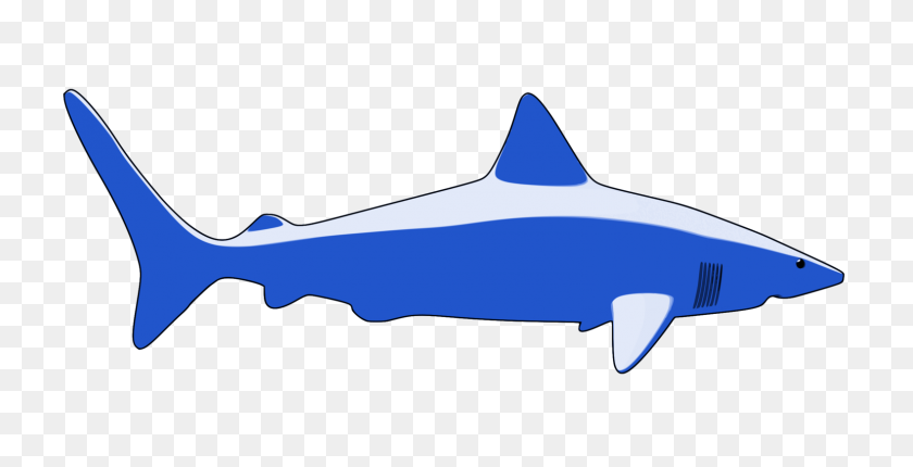 1579x750 Requiem Sharks Great White Shark Fish Animal - Shark Bite Clipart