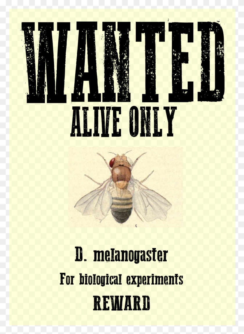 1045x1455 Research Drososhare's News - Wanted Poster PNG