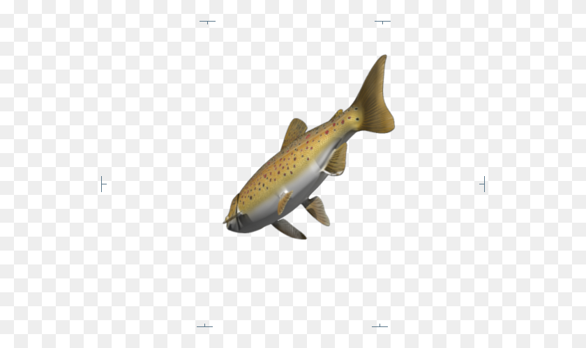 550x440 Reset Brown Trout Loading Golden Brown Or Olive Back And Flanks - Trout PNG