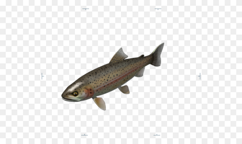 550x440 Reset Close Rainbow Trout Loading Pink Blush On Cheeks And Body - Trout PNG