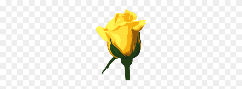 177x250 Resolution P Yellow Rose Photos Png - Yellow Rose PNG
