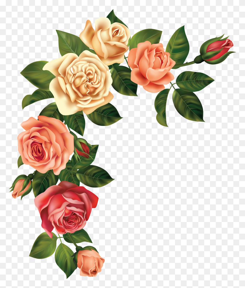 4211x5000 Resources Flowers, Rose - Blush Flower Clipart
