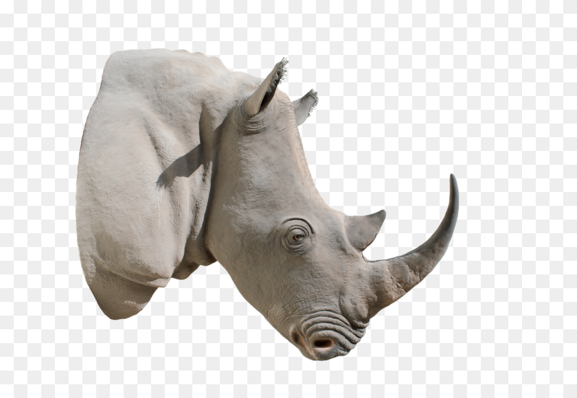1292x862 Rinoceronte Png