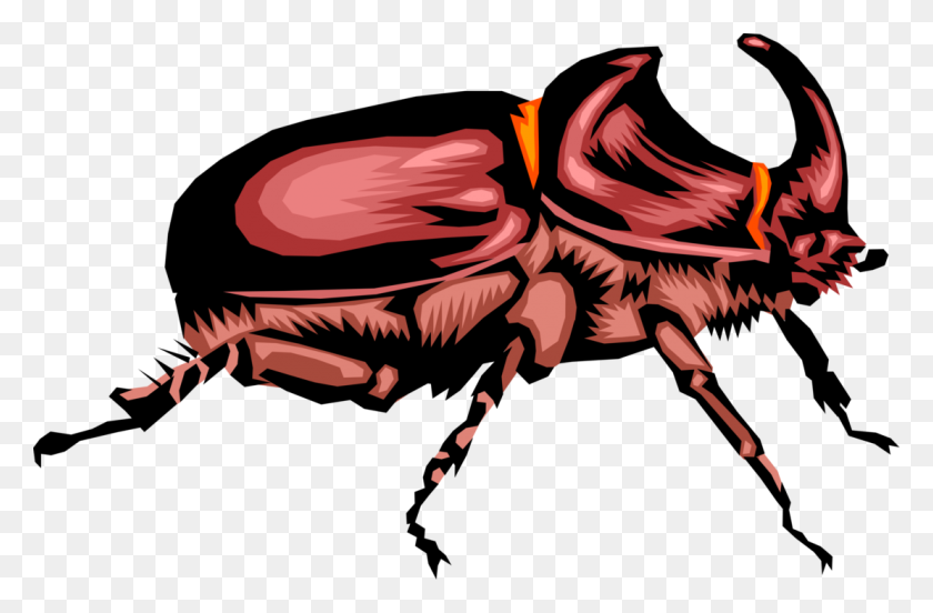 1109x700 Rhinoceros Beetle Insect - Scarab Beetle Clipart