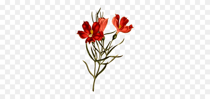 230x339 Рододендрон Ботаническая Иллюстрация Ботаника Срезанные Цветы Бесплатно - Рододендрон Клипарт