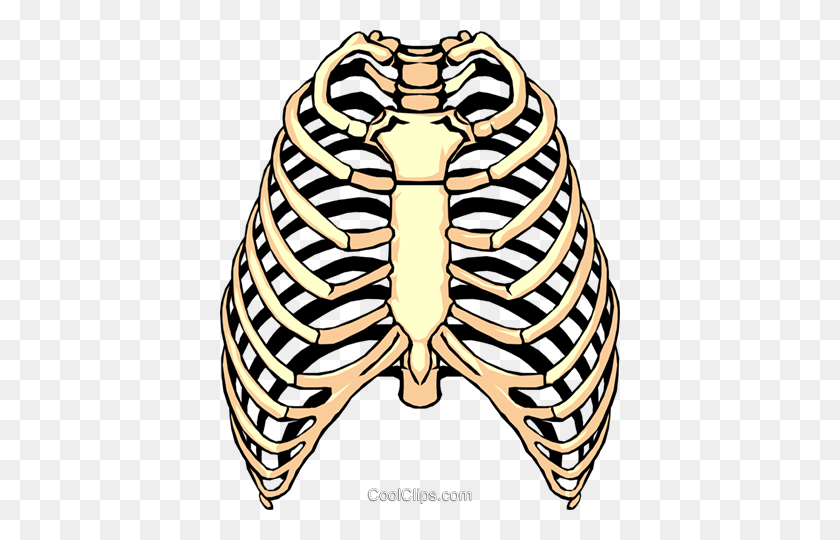 400x480 Rib Cage Png Clipart - Cage PNG