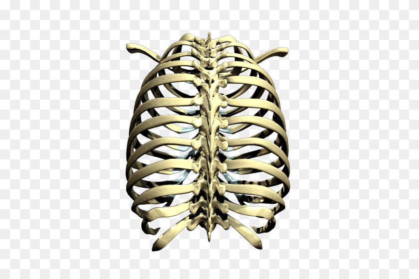 500x500 Rib Cage Png Transparent Images - Ribs PNG