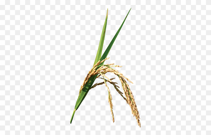281x478 Rice Crops In Focus Annual Report Syngenta - Crop PNG