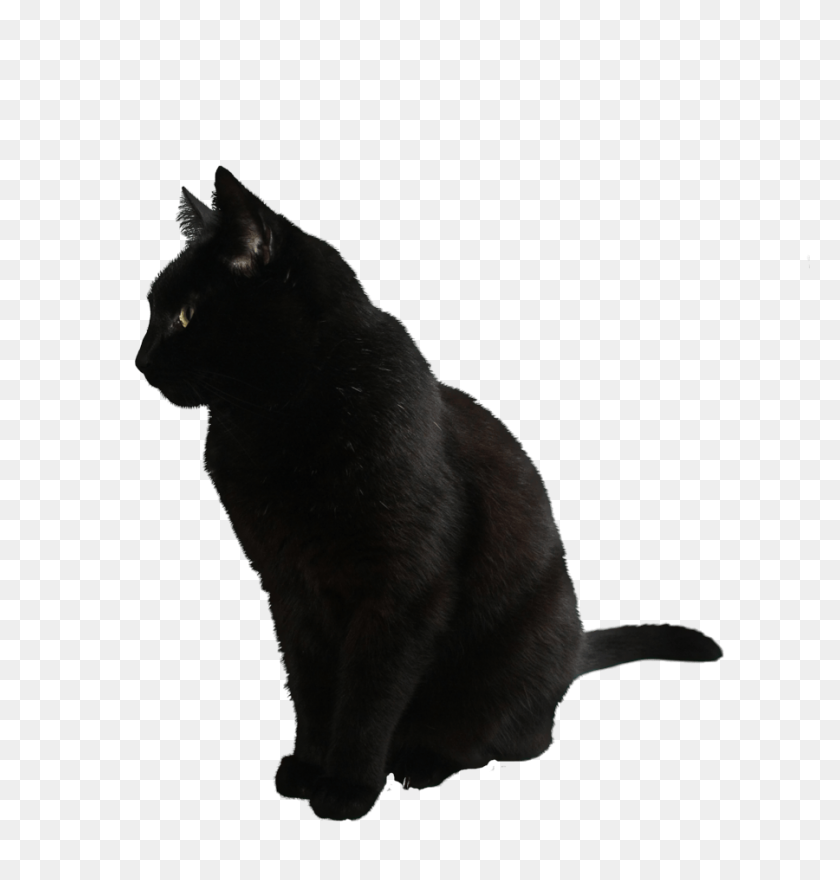900x947 Ritzy Black Cat Names Black Cat Clipart Transparent Clip Art Black - Bichon Clipart