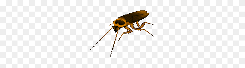 231x175 Roach - Roach PNG