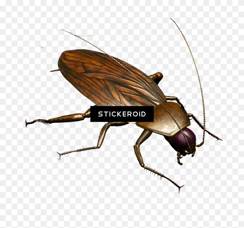 1288x1196 Roach - Roach PNG