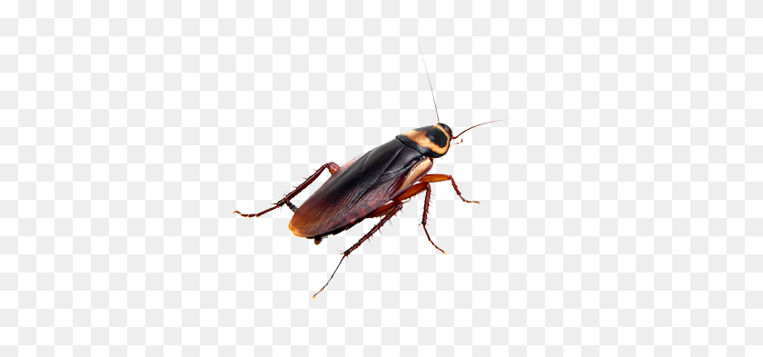 500x333 Roach Download Png Image Png Arts - Roach PNG