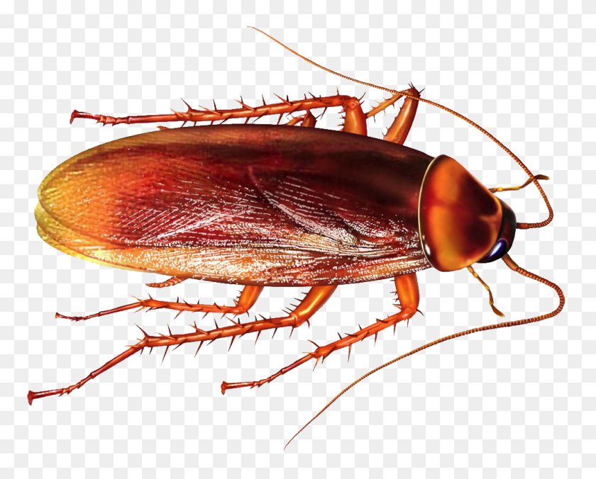 1024x810 Roach Free Png Image Png Arts - Roach Png