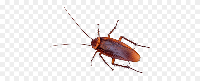 419x280 Roach Png Download Image Png Arts - Roach PNG