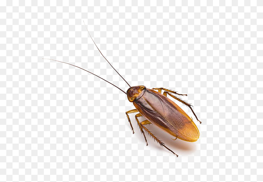 700x523 Cucaracha Png