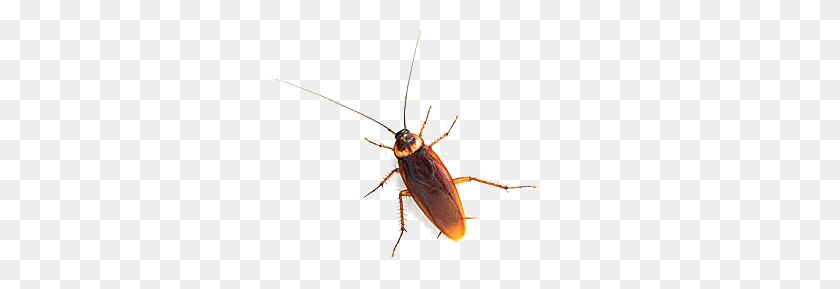 618x229 Roach Png Images Free Download - Roach PNG