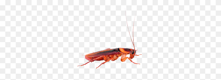 285x244 Roach Png Images Free Download - Cockroach PNG