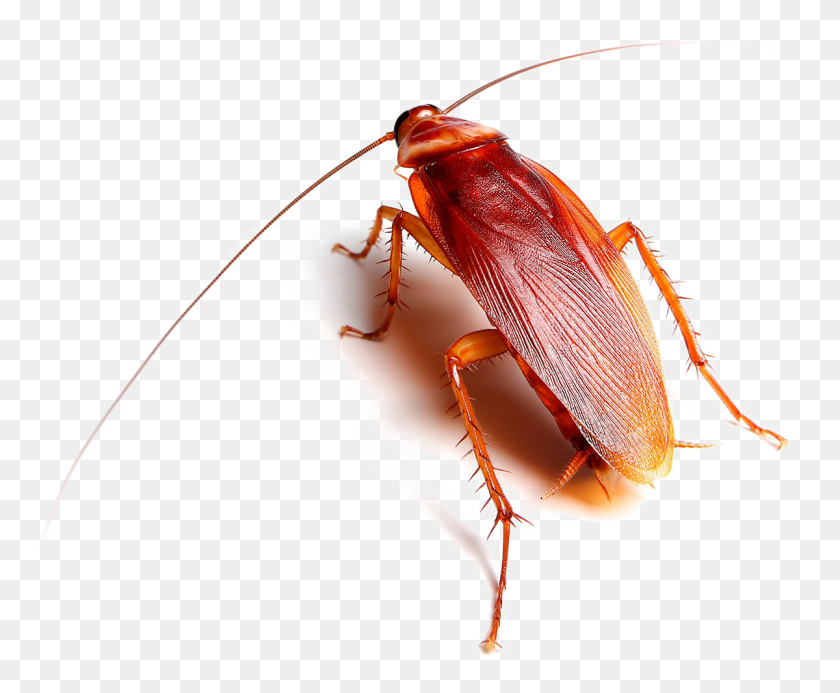 1200x974 Cucaracha Png