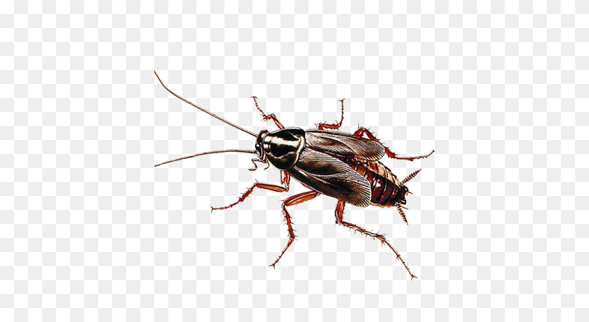 400x400 Roaches Archives Exterminators - Cockroach PNG