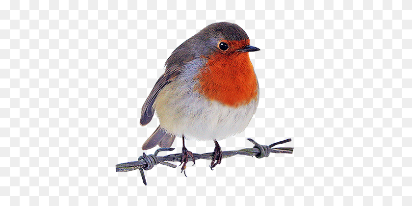 384x360 Robin Images Free - Winter Bird Clipart