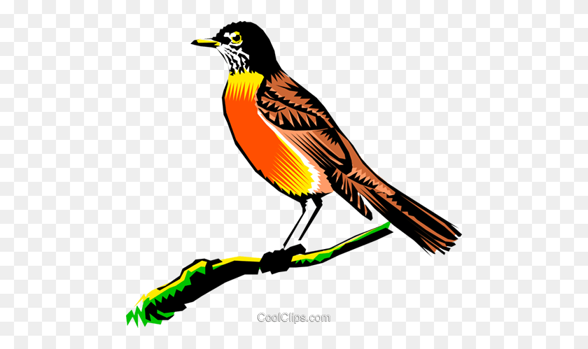 480x439 Robin On A Branch Royalty Free Vector Clip Art Illustration - Robin Clipart