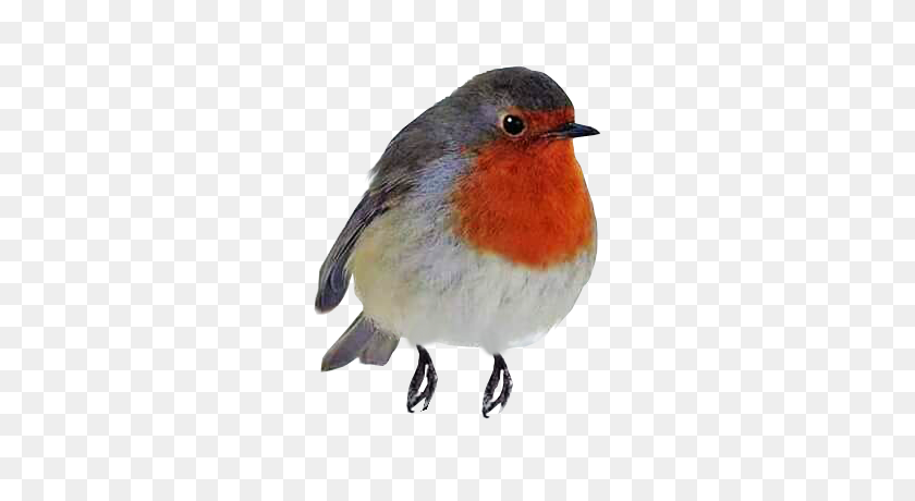 400x400 Robin Redbreast Perching Transparent Background - Robin PNG