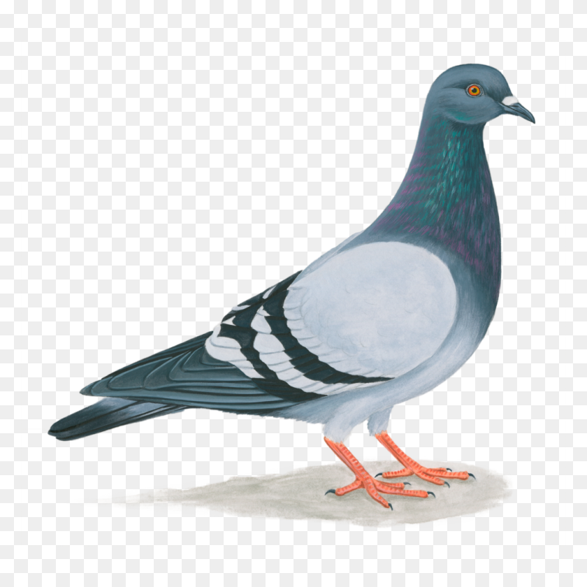 1024x1024 Rock Pigeon Celebrate Urban Birds - Paloma PNG