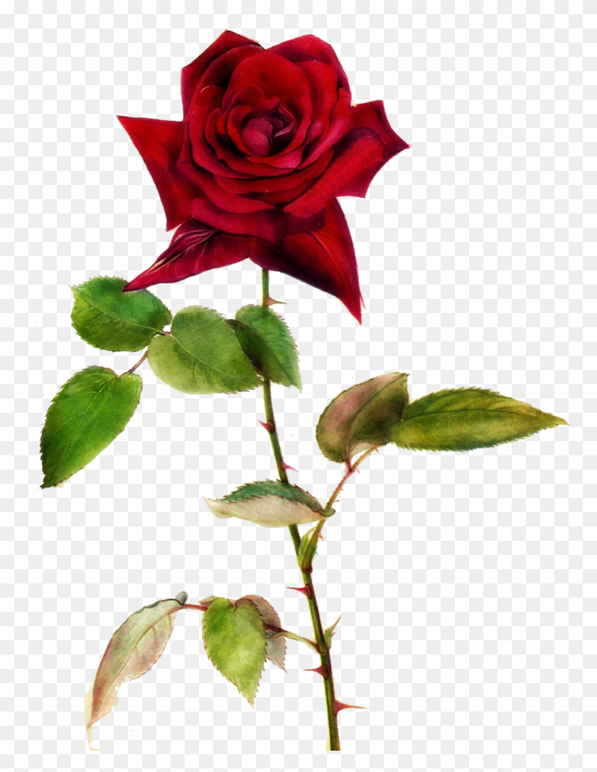 1024x1346 Imágenes De Rosas Rojas Románticas - Imágenes Prediseñadas De Rosa Roja