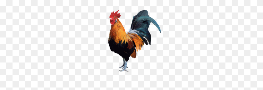 190x228 Rooster - Rooster PNG