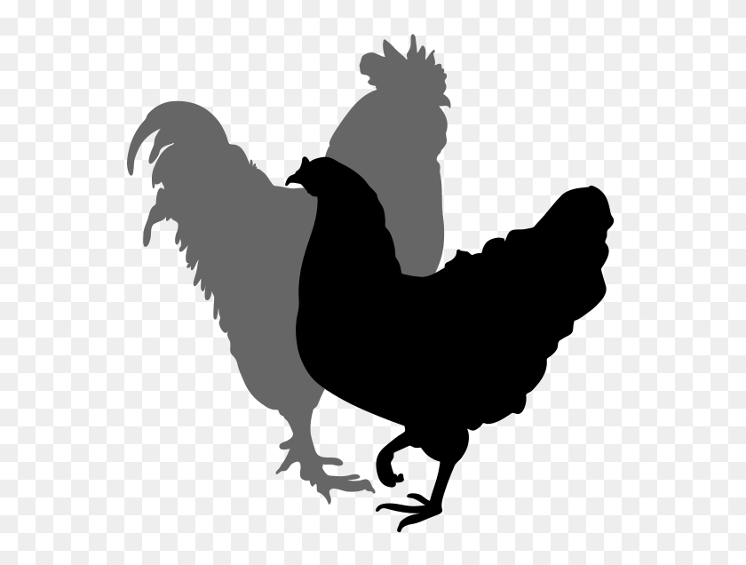 564x576 Rooster And Hen Silhouette - Rooster Images Clip Art