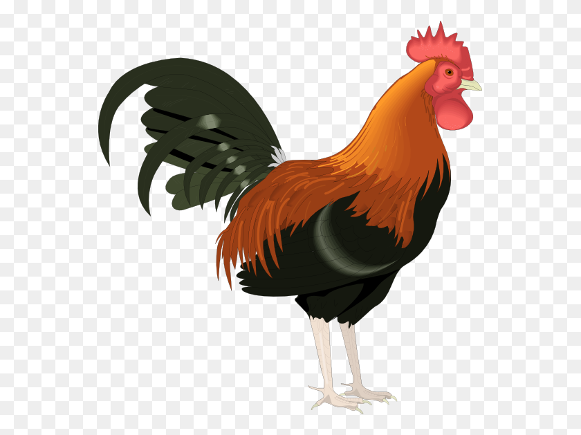 555x569 Rooster Clip Art - Eric Carle Clipart