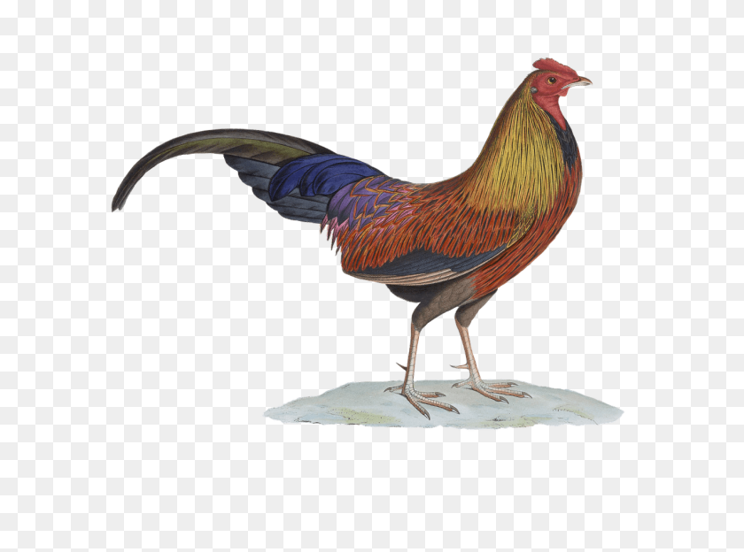 1280x926 Rooster Drawing Transparent Png - Rooster PNG
