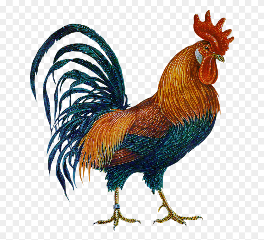 654x704 Rooster In Folkart Rooster - Rooster PNG