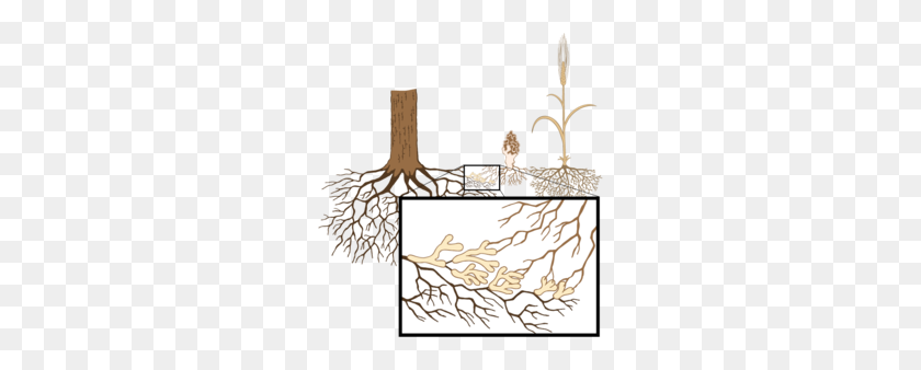 260x278 Root Clipart - Plant Roots Clipart