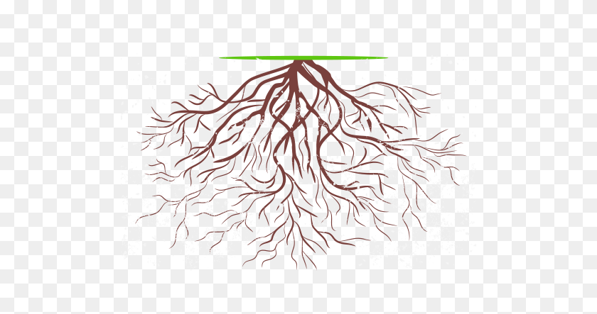 500x383 Root Rise - Roots PNG