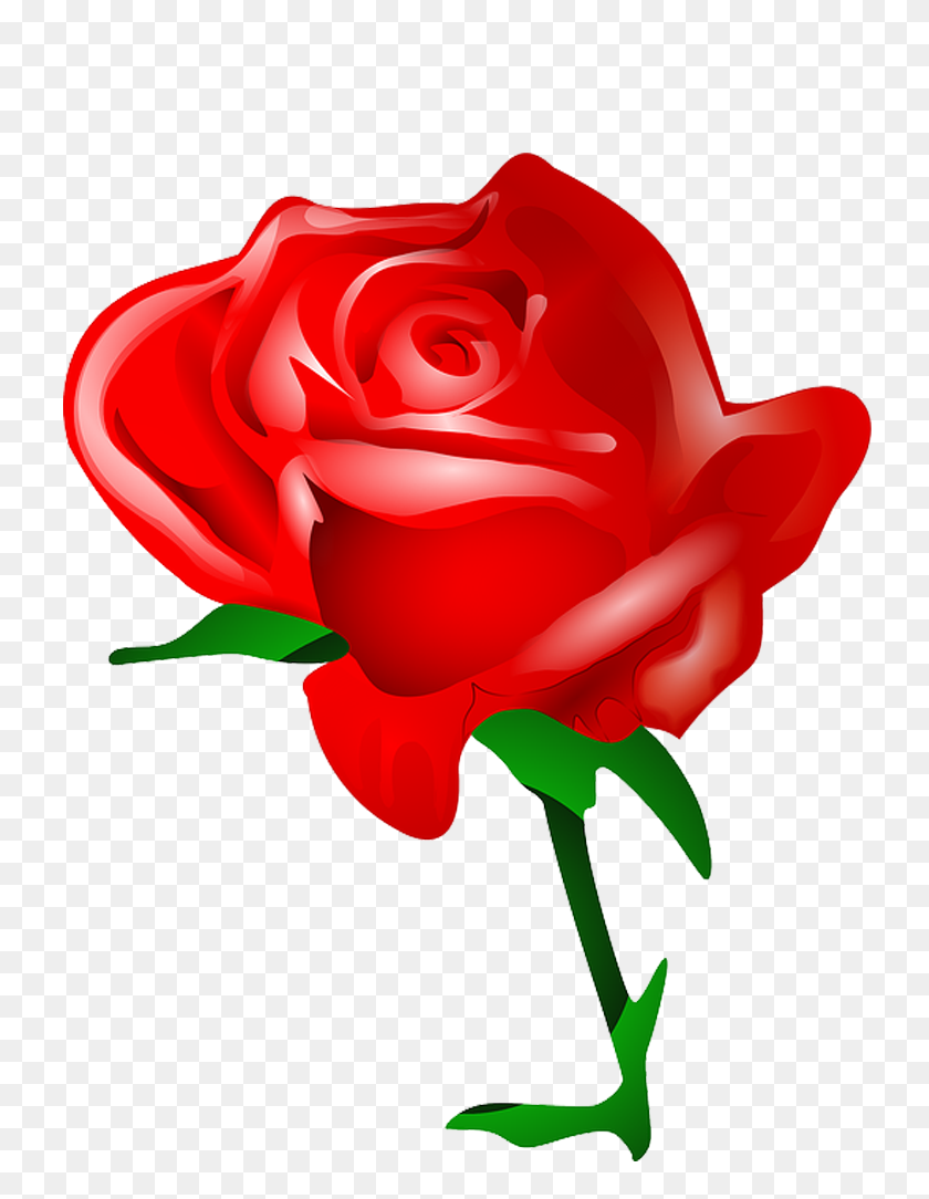 768x1024 Rosa Vermelha Em Png Quero Imagem - Rosas PNG