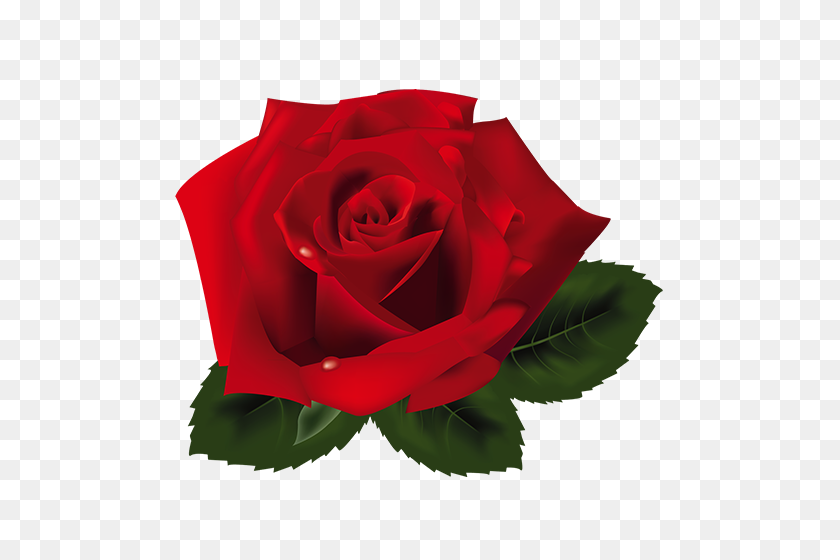 500x500 Rosas Vermelhas Png Image - Rosas Png