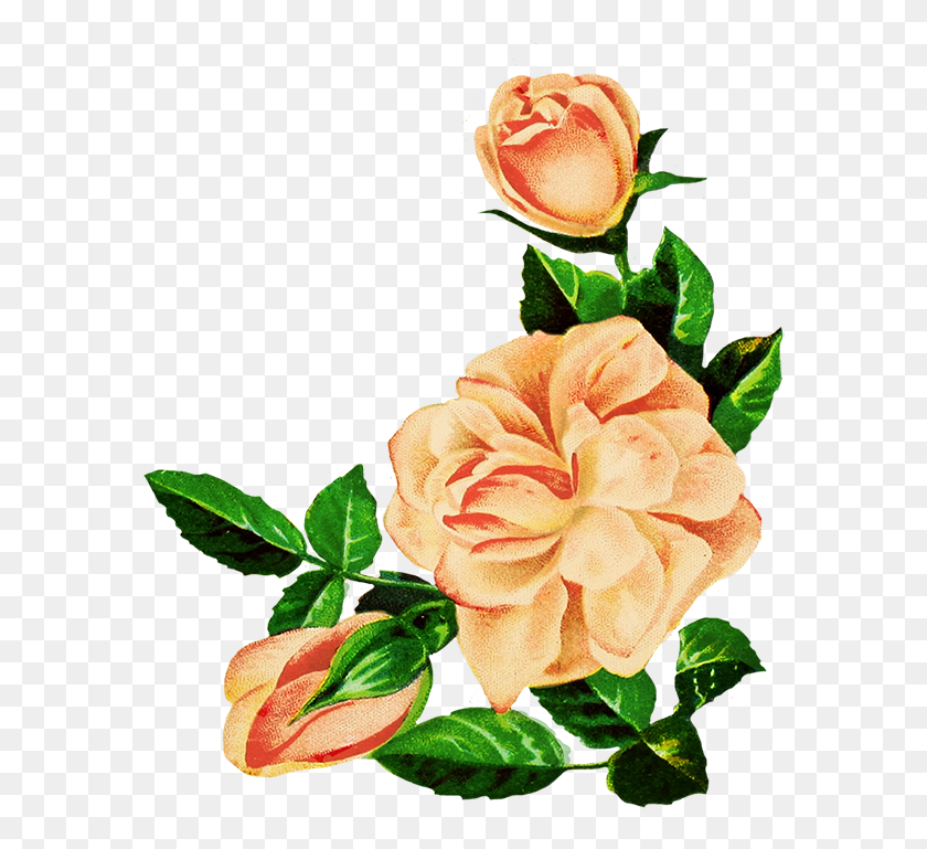 604x709 Rose Clipart - Rose Drawing PNG