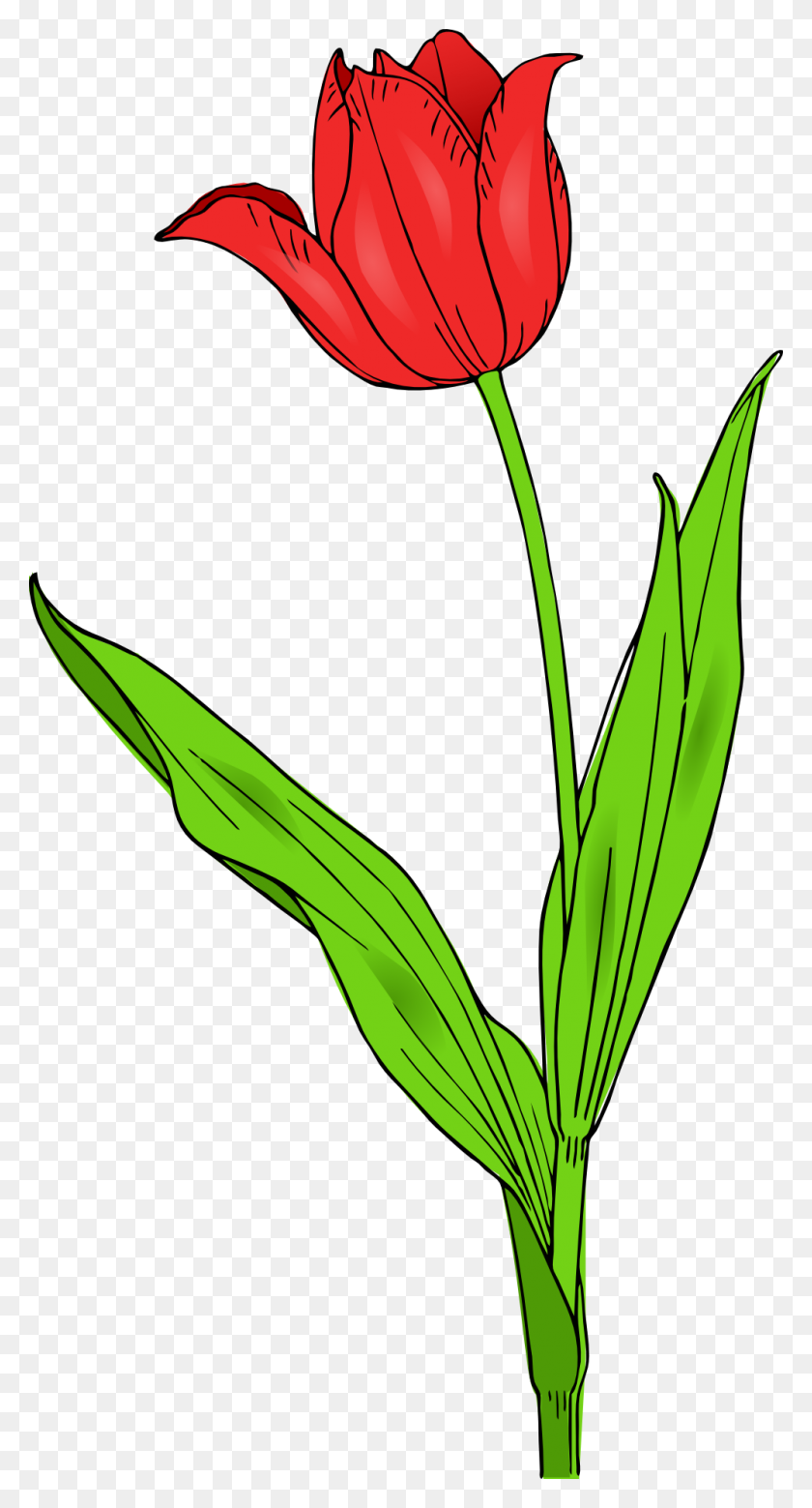999x1920 Rose Clipart Tulip - Rose Flower Clipart