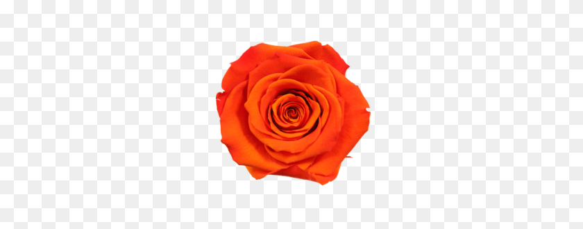 275x270 Los Colores De Rosa Endura Roses - Rosas Amarillas Png